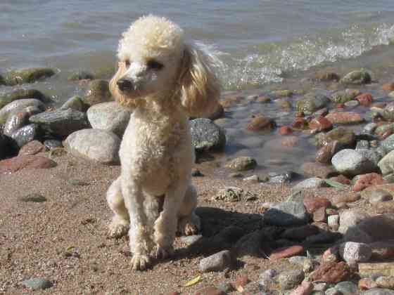 Вязка: Пудель, Самец, Более 5 лет, С прививкой Бишкек