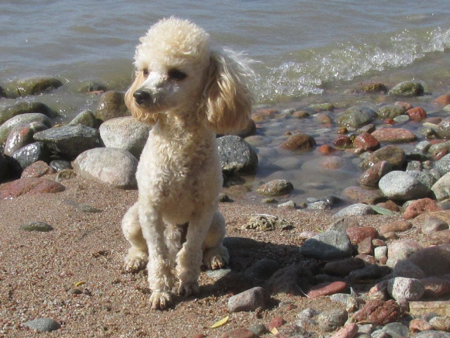 Вязка: Пудель, Самец, Более 5 лет, С прививкой Бишкек - изображение 1