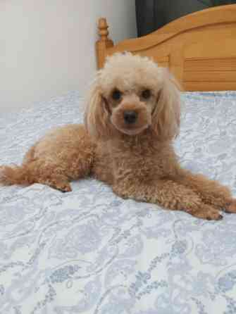 Вязка: Пудель, Самец, 3 года Бишкек