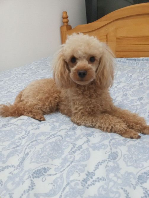 Вязка: Пудель, Самец, 3 года Бишкек - изображение 1