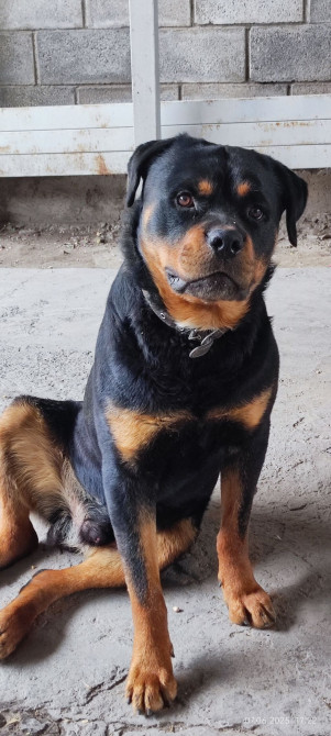 Вязка: Ротвейлер, Самец, 2 года, С прививкой Бишкек - изображение 1