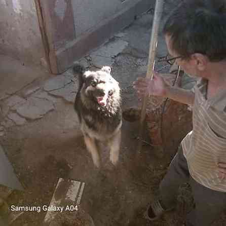 Вязка: Восточноевропейская овчарка, Самец, 5 лет, С прививкой Бишкек