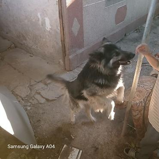 Вязка: Восточноевропейская овчарка, Самец, 5 лет, С прививкой Бишкек - изображение 3