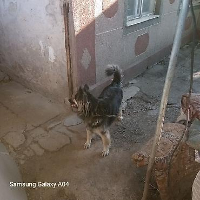 Вязка: Восточноевропейская овчарка, Самец, 5 лет, С прививкой Бишкек - изображение 1