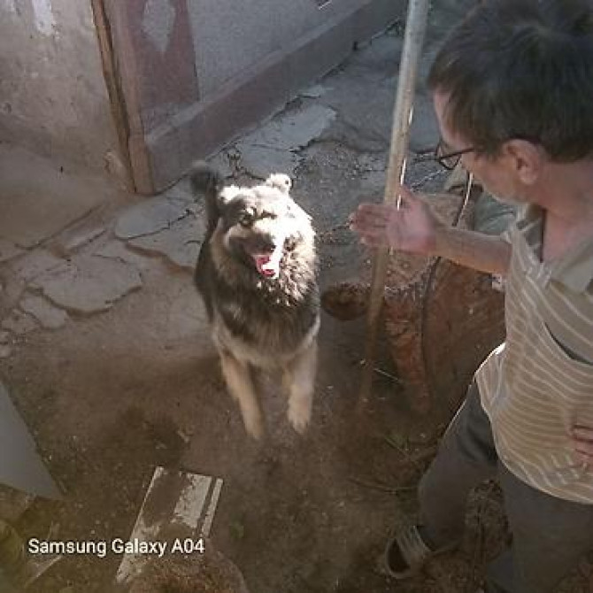 Вязка: Восточноевропейская овчарка, Самец, 5 лет, С прививкой Бишкек - изображение 4
