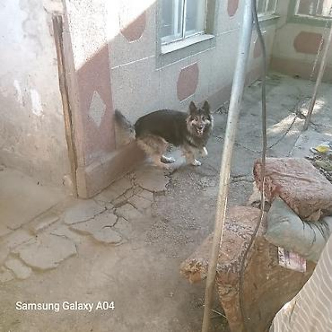 Вязка: Восточноевропейская овчарка, Самец, 5 лет, С прививкой Бишкек - изображение 1