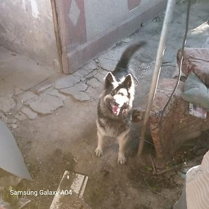 Вязка: Восточноевропейская овчарка, Самец, 5 лет, С прививкой Бишкек - изображение 3