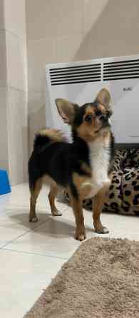 Вязка: Чихуахуа, Самец, 3 года, С прививкой, С родословной Бишкек