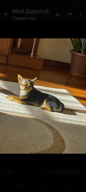 Вязка: Чихуахуа, Самец, 3 года, С прививкой, С родословной Бишкек - изображение 4