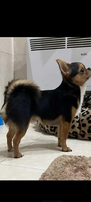 Вязка: Чихуахуа, Самец, 3 года, С прививкой, С родословной Бишкек - изображение 3