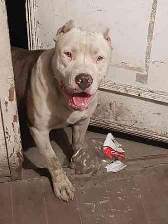 Вязка: Стаффоршидский терьер, Самец, 5 лет, С родословной Бишкек