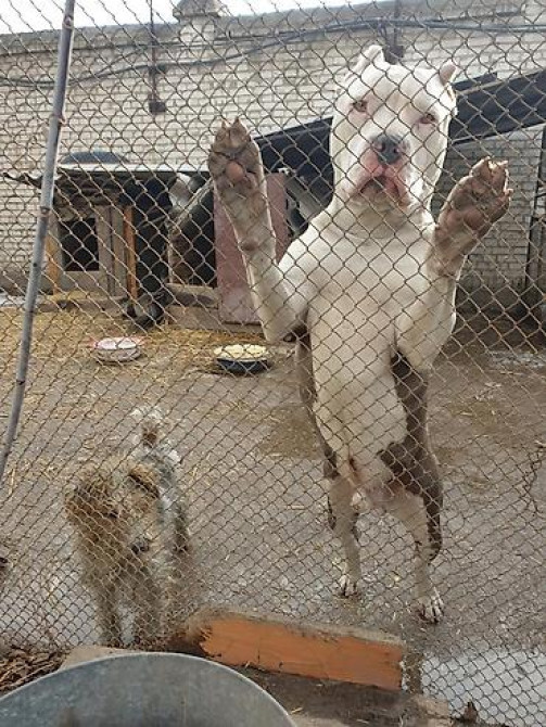 Вязка: Стаффоршидский терьер, Самец, 5 лет, С родословной Бишкек - изображение 2