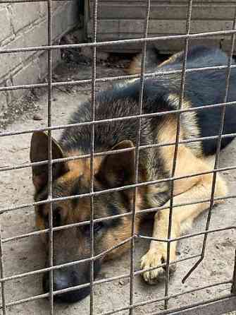 Вязка: Овчарка, Самец, 3 года, С прививкой Бишкек