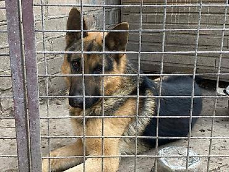 Вязка: Овчарка, Самец, 3 года, С прививкой Бишкек - изображение 2