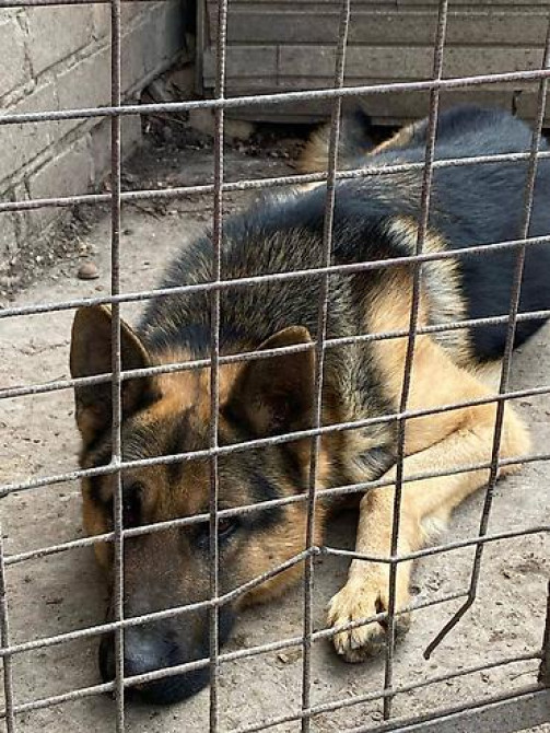 Вязка: Овчарка, Самец, 3 года, С прививкой Бишкек - изображение 1