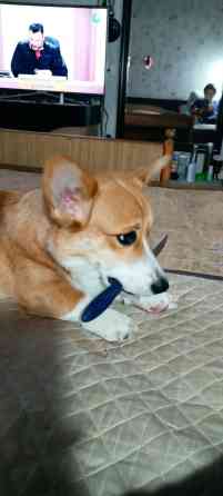 Вязка: Корги, Самец, 1 год, С прививкой Бишкек