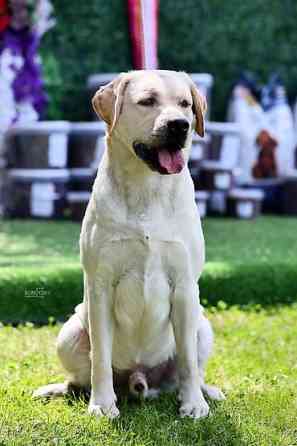 Вязка: Лабрадор-ретривер, Самец, 2 года, С прививкой, С родословной Бишкек