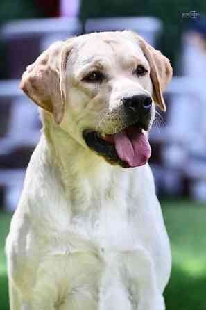 Вязка: Лабрадор-ретривер, Самец, 2 года, С прививкой, С родословной Бишкек