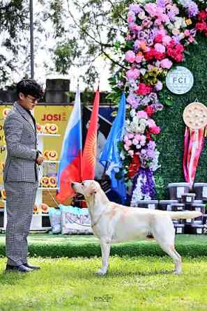 Вязка: Лабрадор-ретривер, Самец, 2 года, С прививкой, С родословной Бишкек