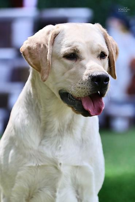 Вязка: Лабрадор-ретривер, Самец, 2 года, С прививкой, С родословной Бишкек - изображение 1