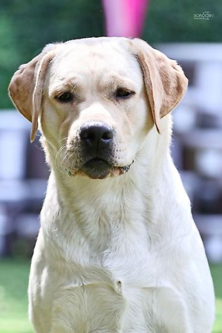 Вязка: Лабрадор-ретривер, Самец, 2 года, С прививкой, С родословной Бишкек - изображение 3