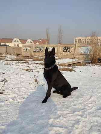 Вязка: Восточноевропейская овчарка, Самец, 5 лет Бишкек
