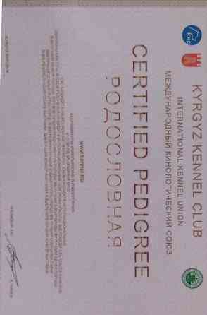 Вязка: Восточноевропейская овчарка, Самец, 5 лет Бишкек