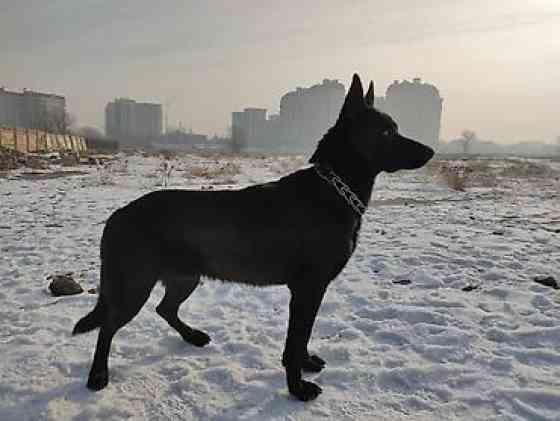 Вязка: Восточноевропейская овчарка, Самец, 5 лет Бишкек