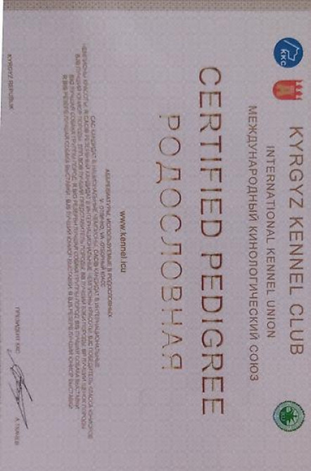 Вязка: Восточноевропейская овчарка, Самец, 5 лет Бишкек - изображение 4