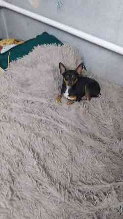 Вязка: Той-терьер, Самец, 2 года, С прививкой Бишкек