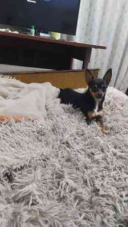 Вязка: Той-терьер, Самец, 2 года, С прививкой Бишкек