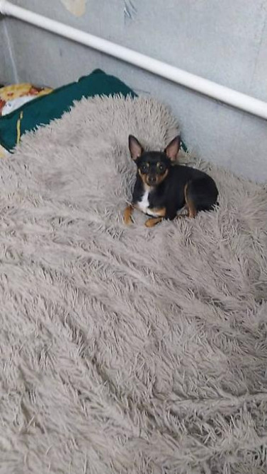 Вязка: Той-терьер, Самец, 2 года, С прививкой Бишкек - изображение 1