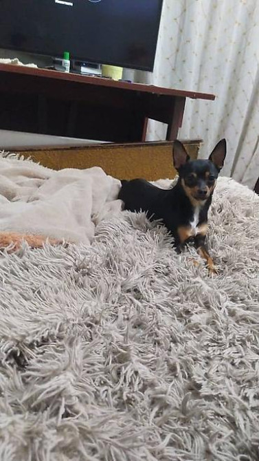 Вязка: Той-терьер, Самец, 2 года, С прививкой Бишкек - изображение 2