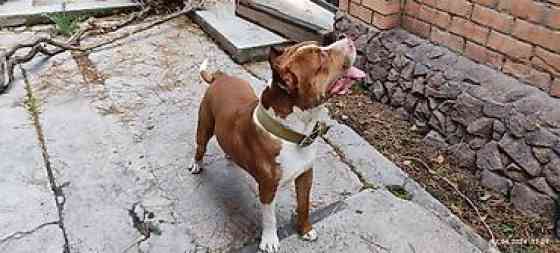 Вязка: Питбуль, Самец, 4 года Бишкек