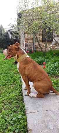 Вязка: Питбуль, Самец, 4 года Бишкек