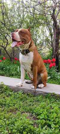 Вязка: Питбуль, Самец, 4 года Бишкек