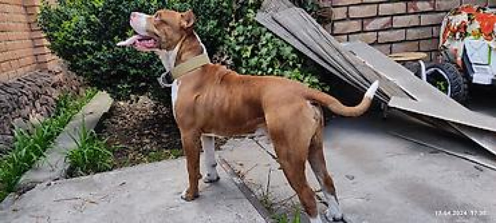 Вязка: Питбуль, Самец, 4 года Бишкек - изображение 5