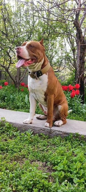 Вязка: Питбуль, Самец, 4 года Бишкек - изображение 2