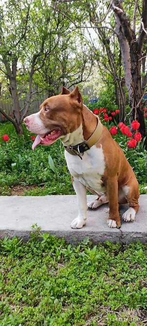 Вязка: Питбуль, Самец, 4 года Бишкек - изображение 1