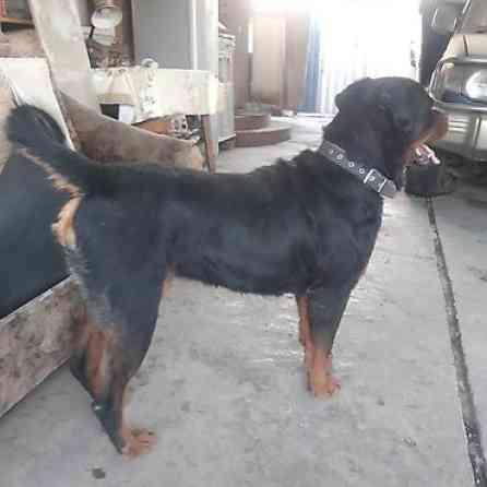 Вязка: Ротвейлер, Самец, 3 года, С прививкой, С родословной Бишкек