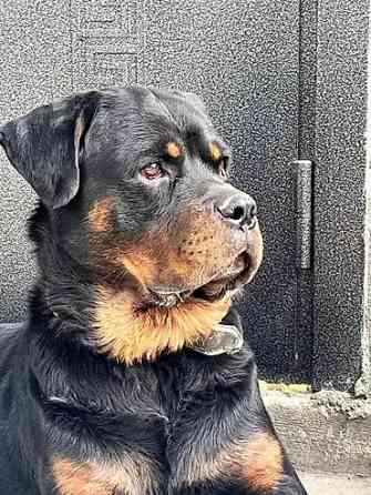 Вязка: Ротвейлер, Самец, 3 года, С прививкой, С родословной Бишкек