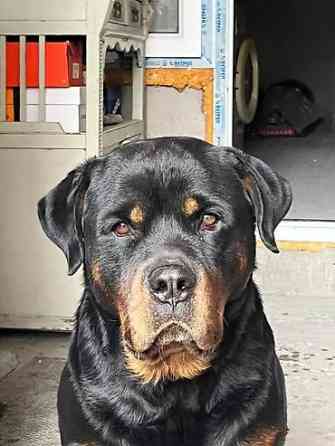 Вязка: Ротвейлер, Самец, 3 года, С прививкой, С родословной Бишкек