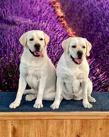 Вязка: Лабрадор-ретривер, Самец, 4 года, С родословной Бишкек