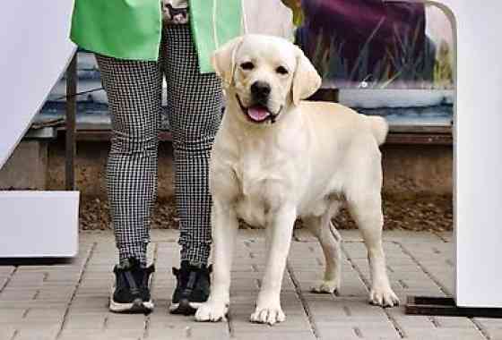 Вязка: Лабрадор-ретривер, Самец, 4 года, С родословной Бишкек