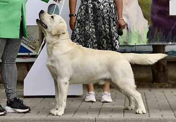Вязка: Лабрадор-ретривер, Самец, 4 года, С родословной Бишкек