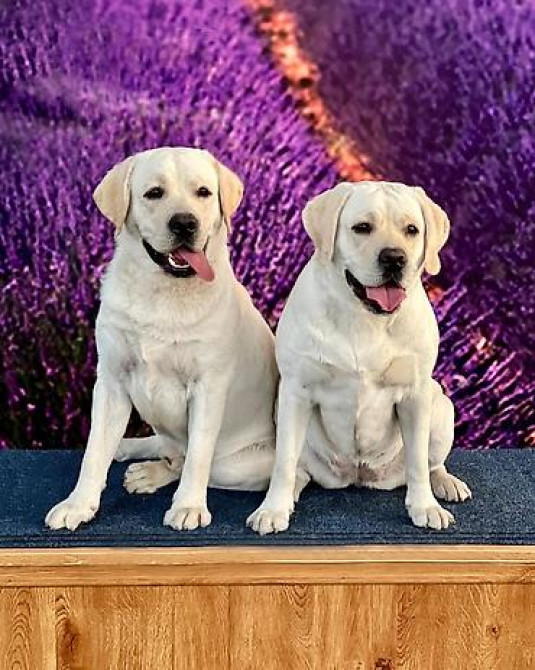 Вязка: Лабрадор-ретривер, Самец, 4 года, С родословной Бишкек - изображение 5