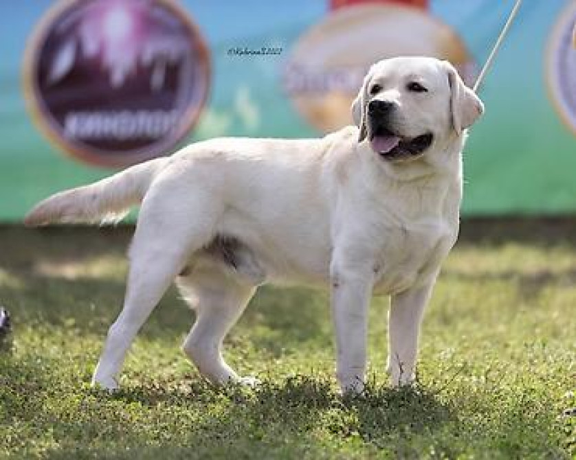 Вязка: Лабрадор-ретривер, Самец, 4 года, С родословной Бишкек - изображение 4