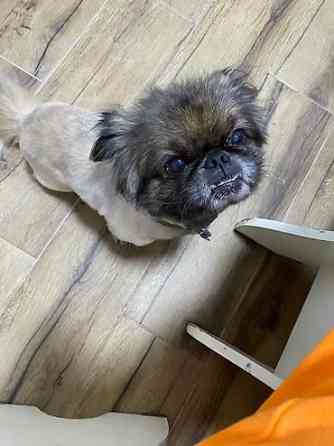 Вязка: Пекинес, Самец, Более 5 лет, С прививкой Бишкек