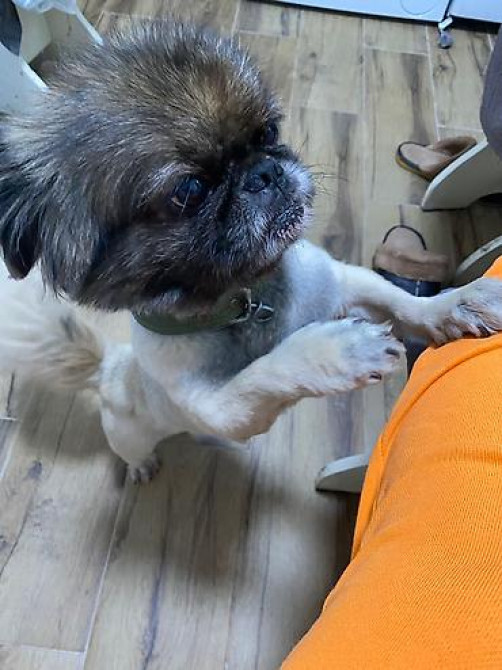 Вязка: Пекинес, Самец, Более 5 лет, С прививкой Бишкек - изображение 3