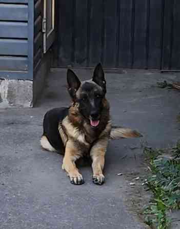 Вязка: Немецкая овчарка, Самец, 3 года, С прививкой, С родословной Бишкек